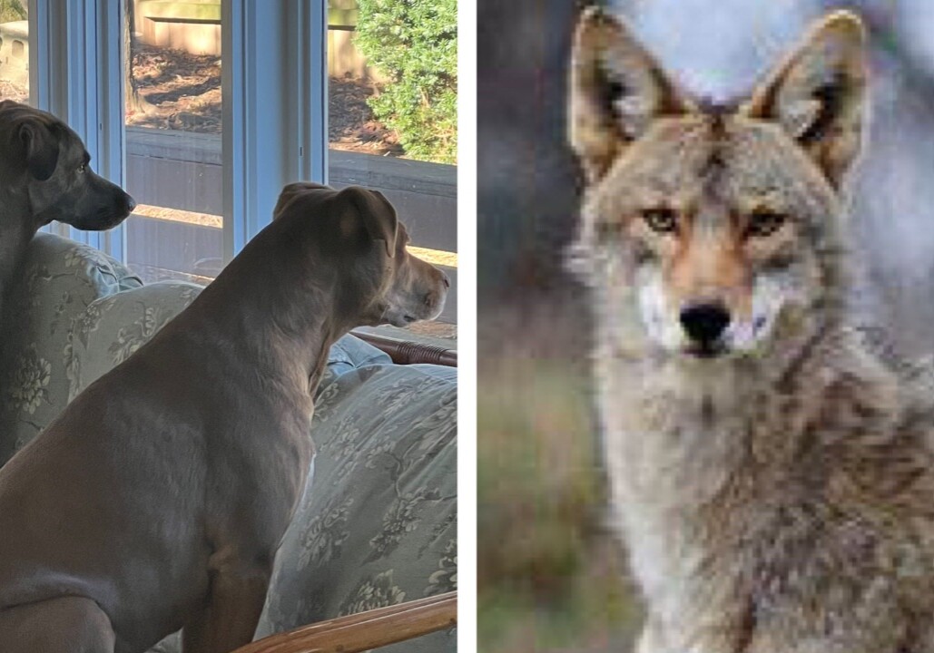 dogs_coyote